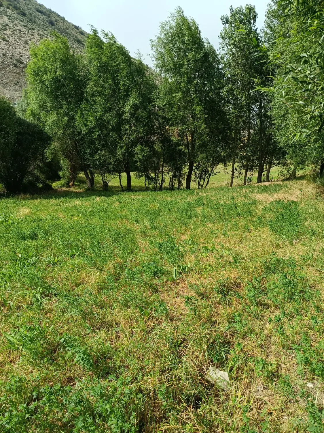 باغ زمین آبی
