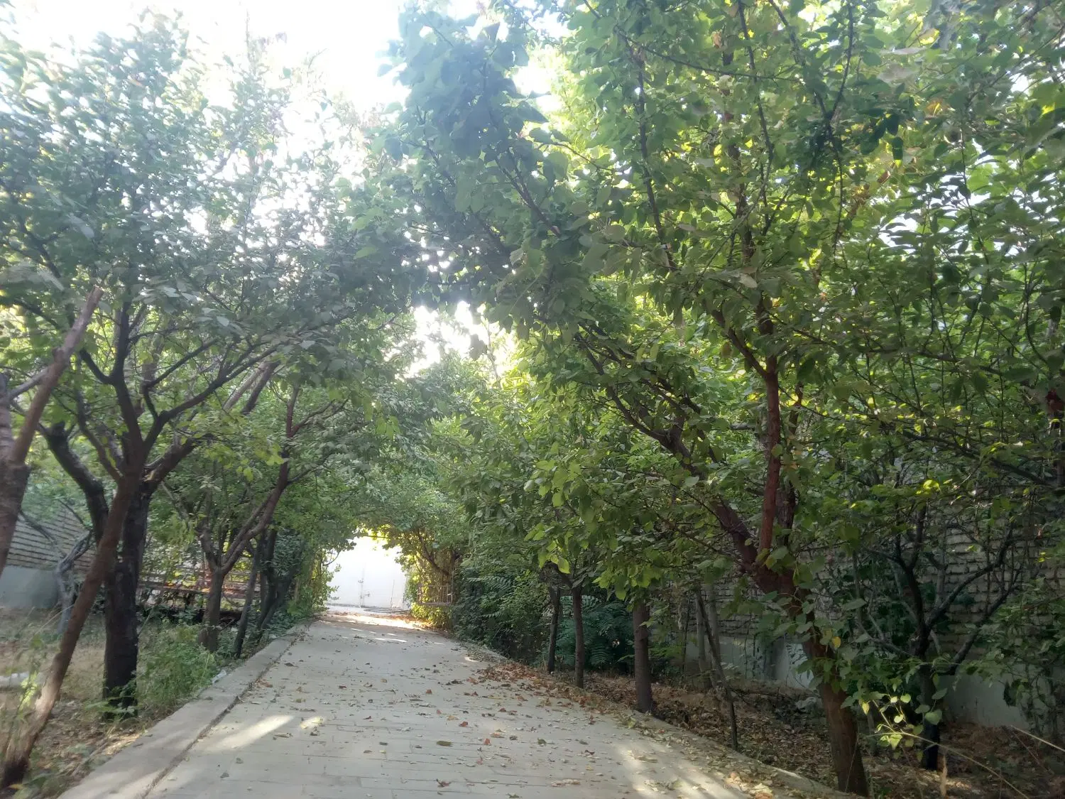 ۱۶۵ متر زمین سند دار