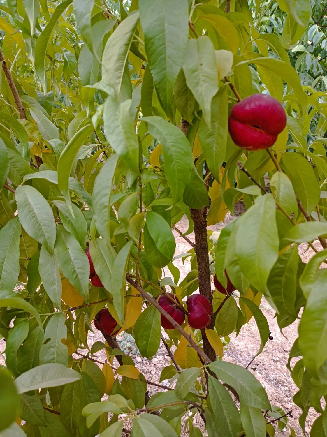 باغ مجوز دار