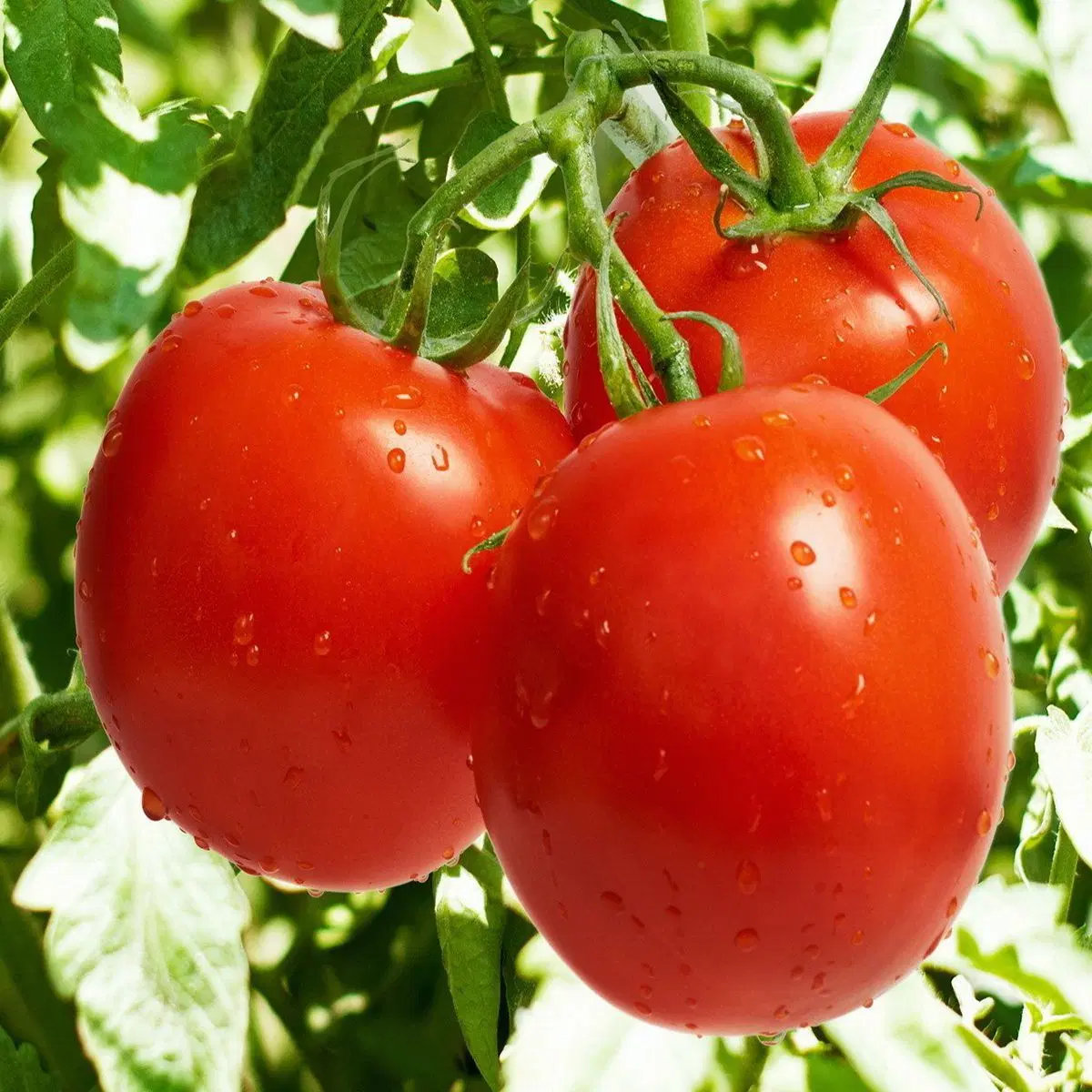 زمین آبی ۴ هکتار و یک هزار متر