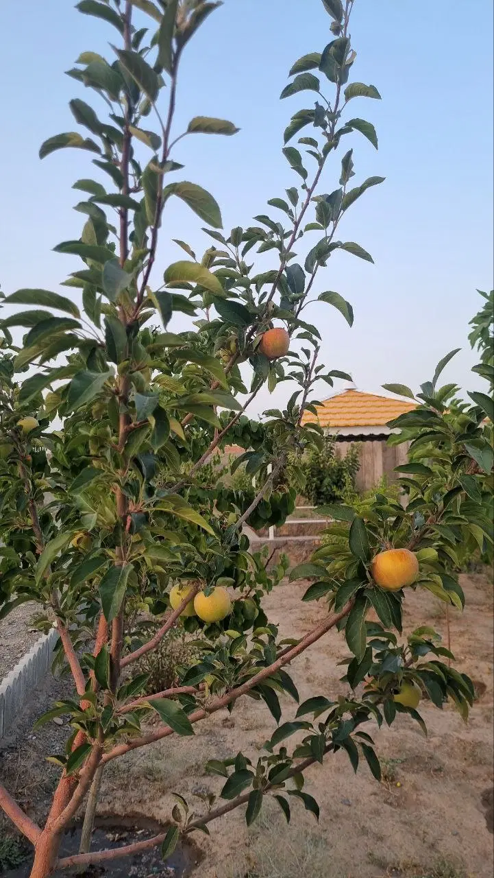 باغ 800متری در ناظریه
