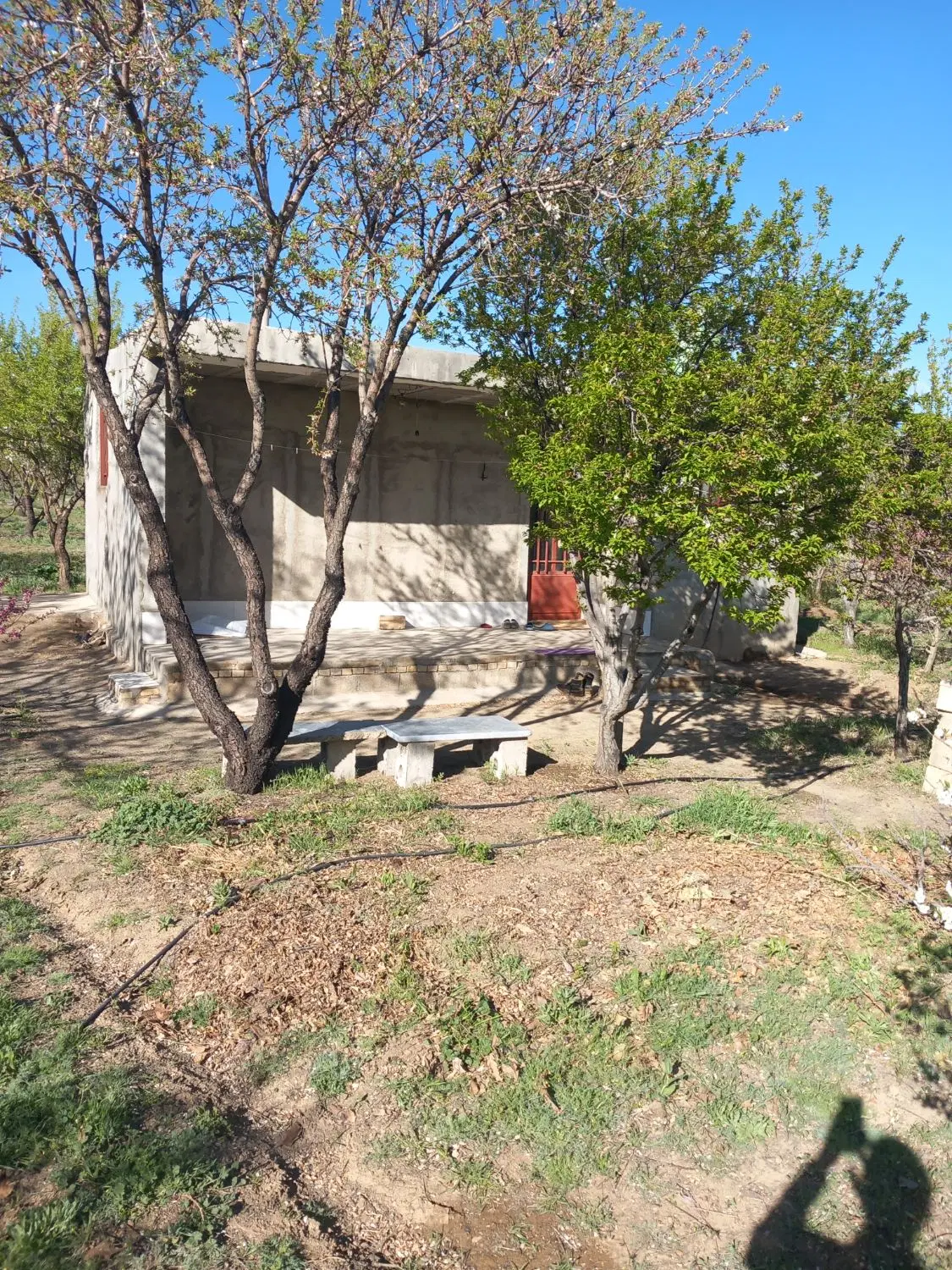 باغ انواع بادام وگردو و مقداری میوه آبیاری قطره ای