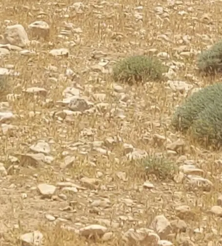 زمین مسکونی چاه سرخ