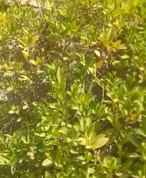 سرمایه گذار و شریک زمین