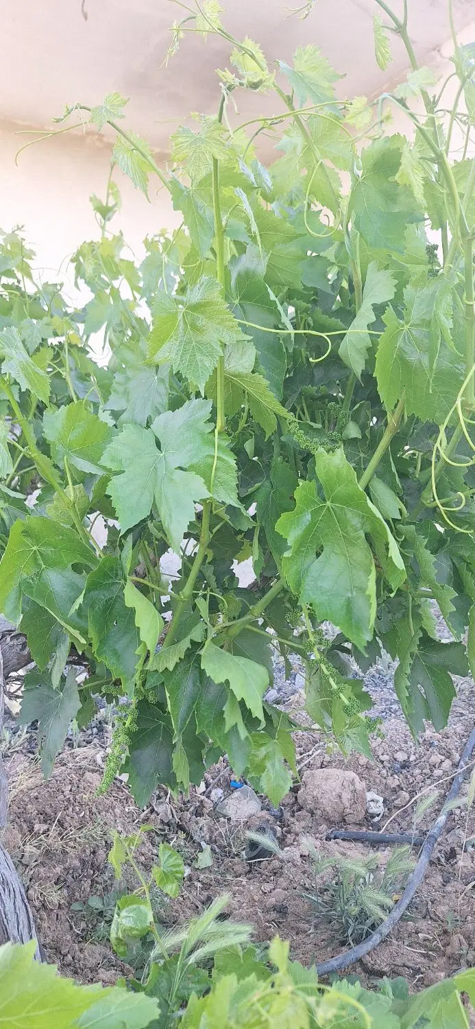 باغ با اتاق نزدیک پل زمانخان