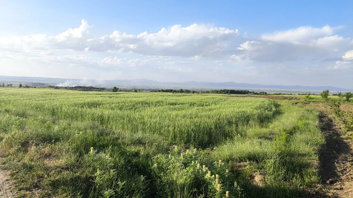 فروش زمین باغی سیمین زاغه