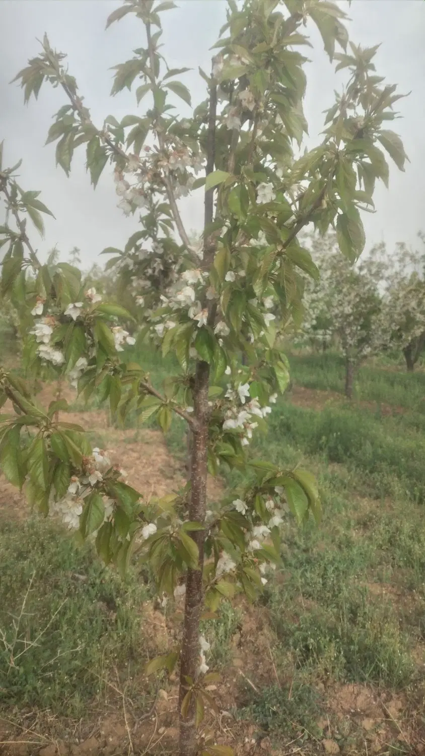 باغ وزمین ابی