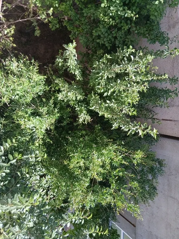 فروش زمین برنج