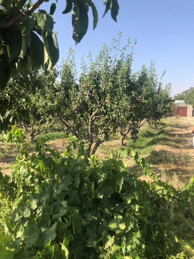 فروش باغچه رامجین