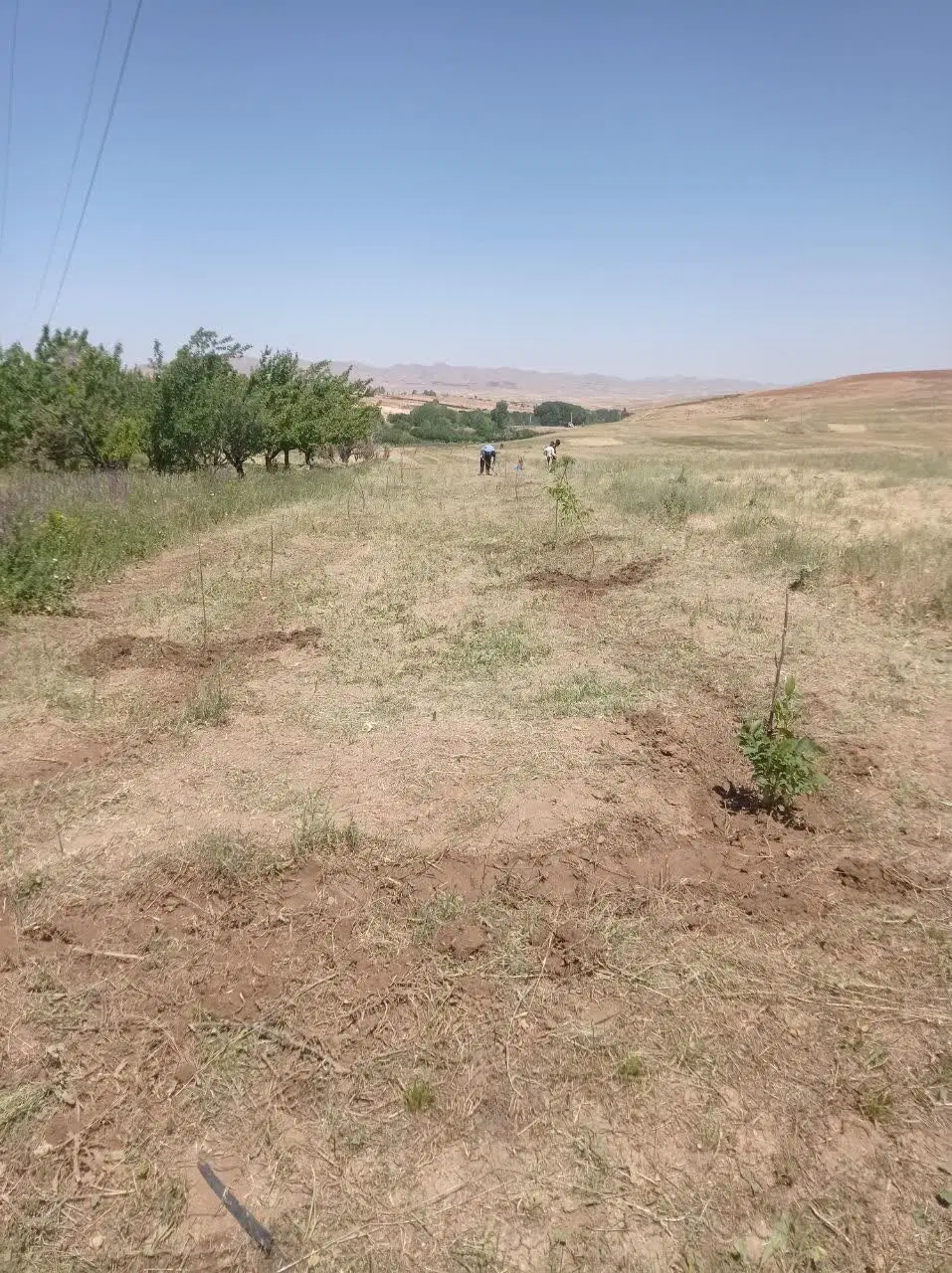 باغ میوه