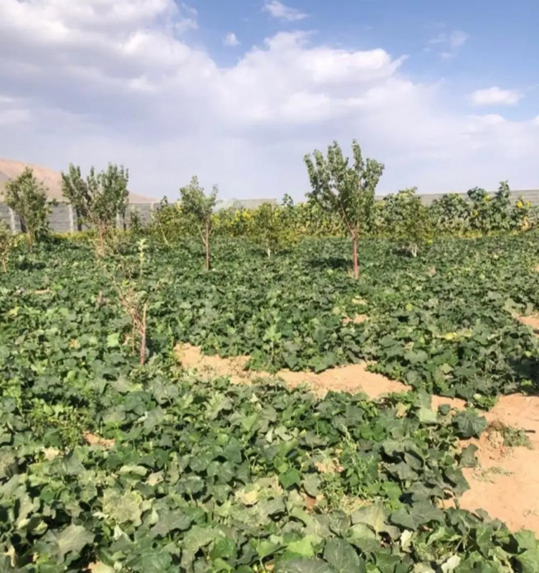 فروش یک قطعه زمین