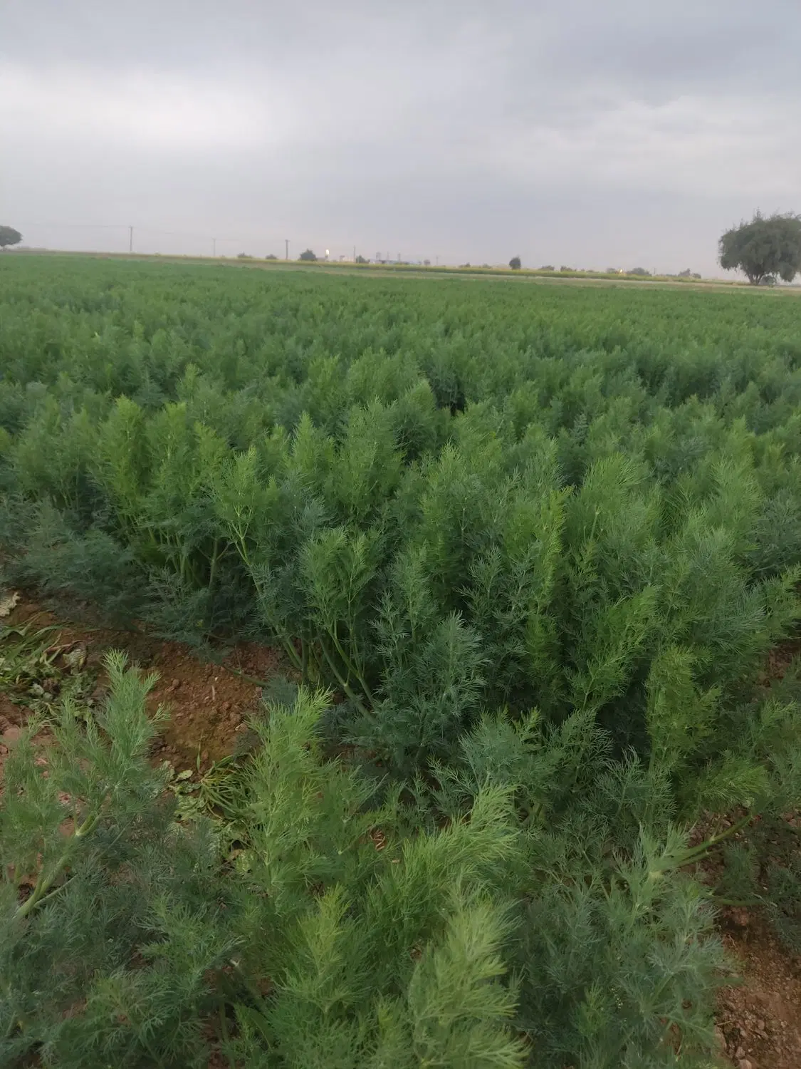 اجاره زمین کشاورزی