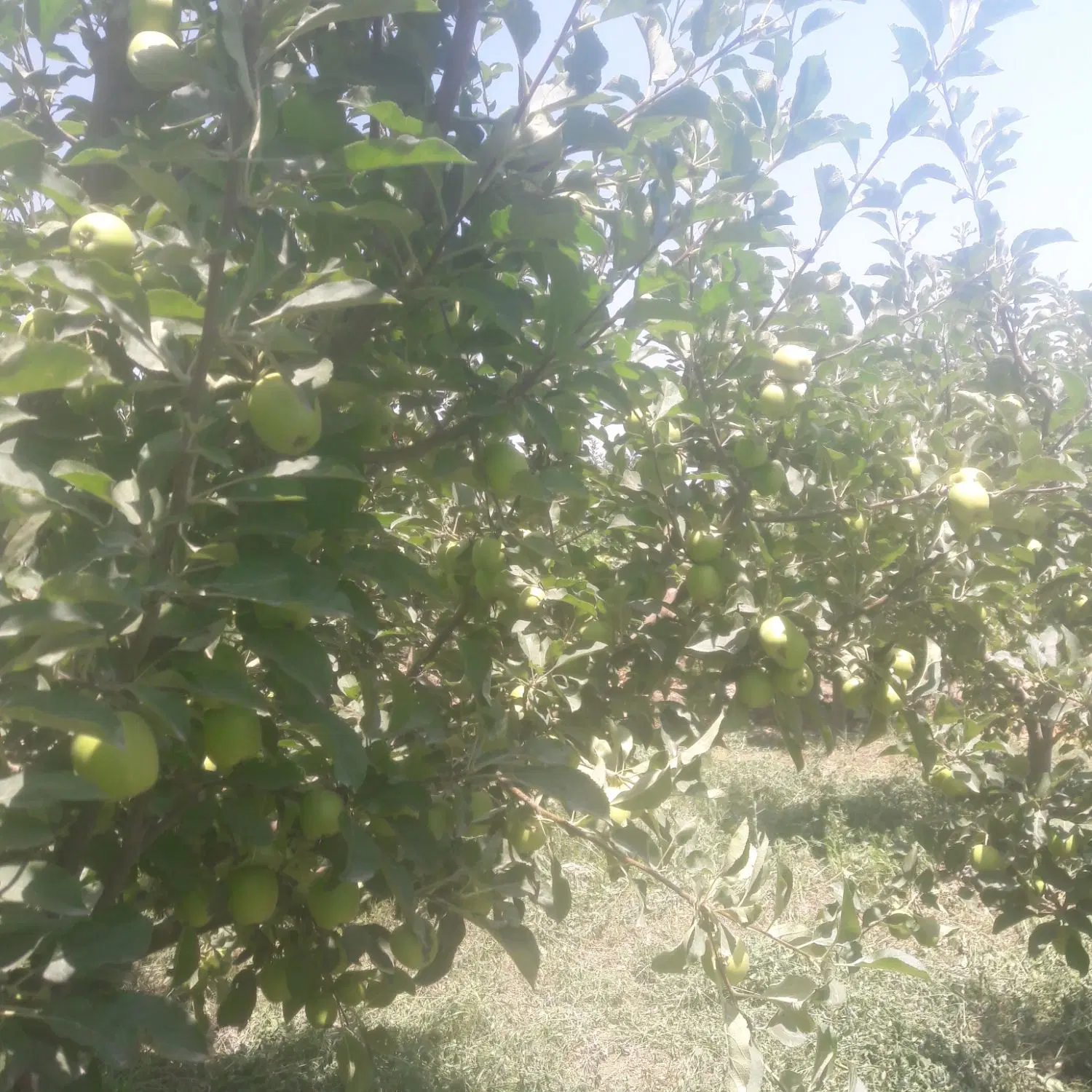 اجاره باغ سیب فرانسه