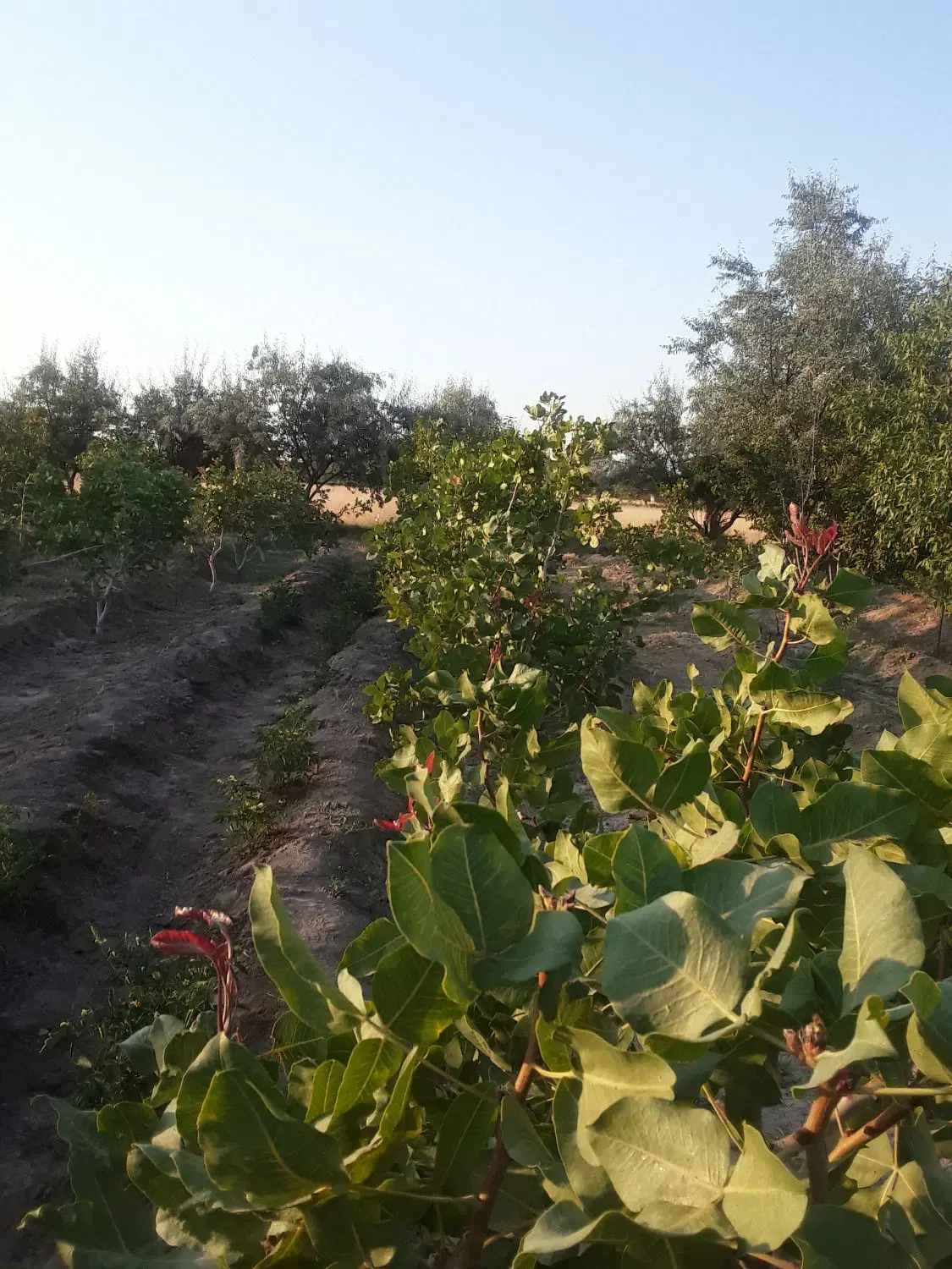 باغ پسته و سنجد