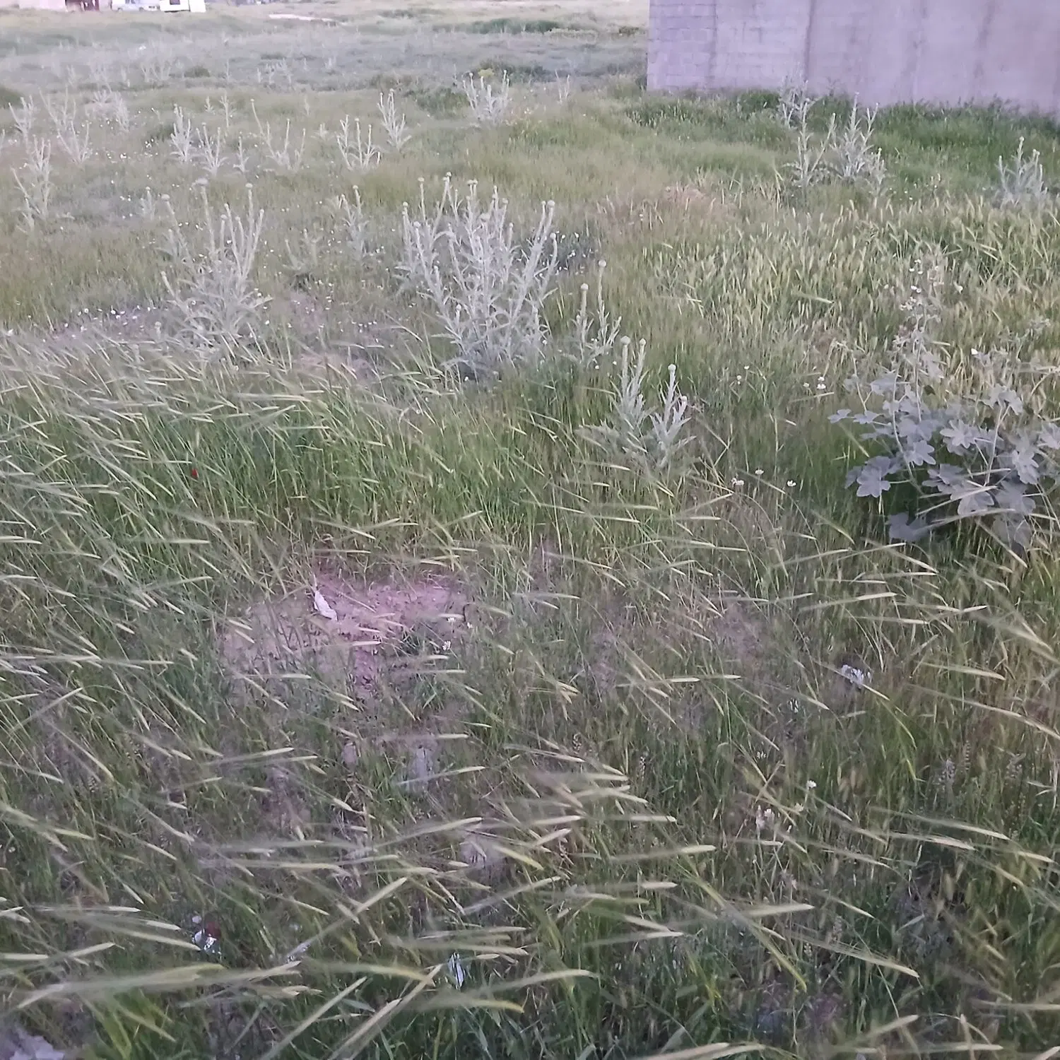 زمین محدوده تازه آباده