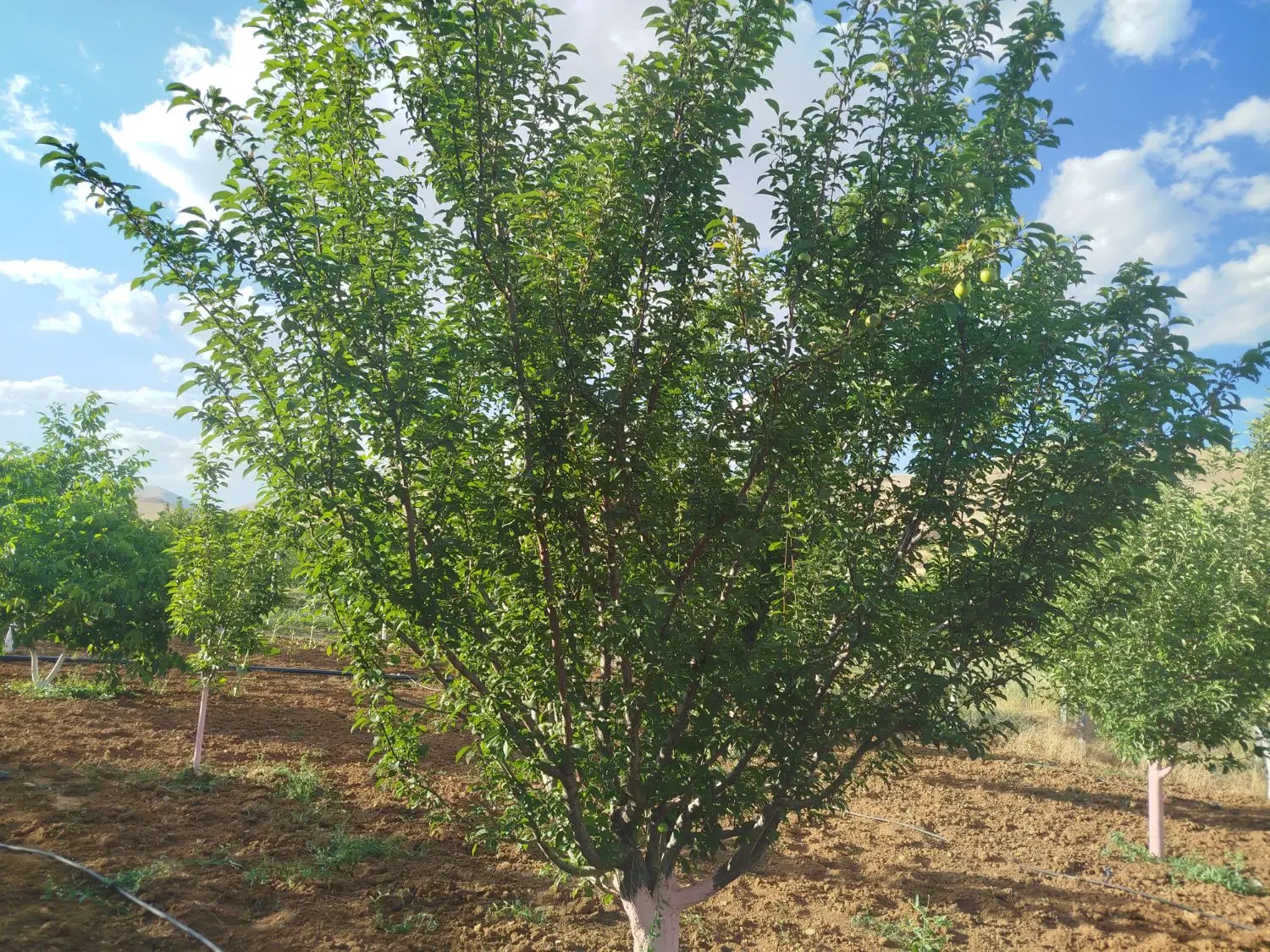 خانه باغ