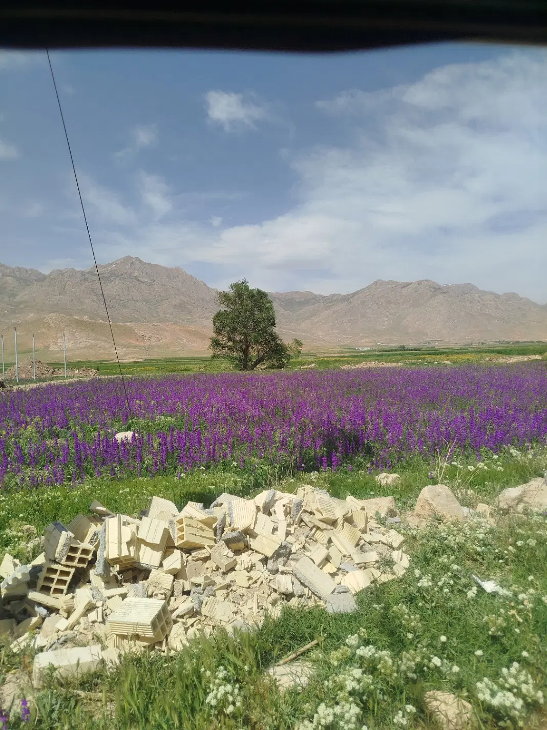 زمین شایان گل