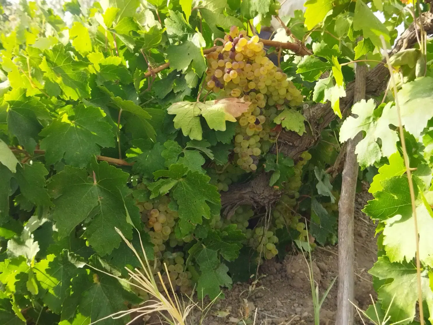 اجاره درختان سیب بارده بالای ۱۰سال