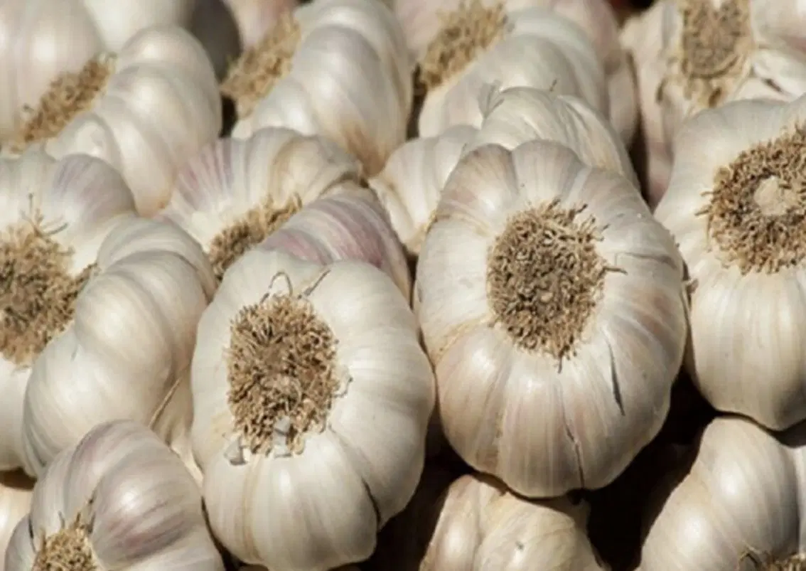 سیر برای اجاره