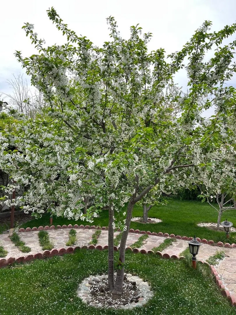 شهرک افشاریه