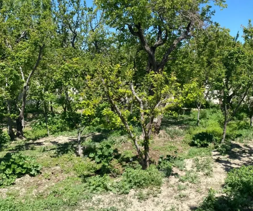 زمین ۳۴۰ متری
