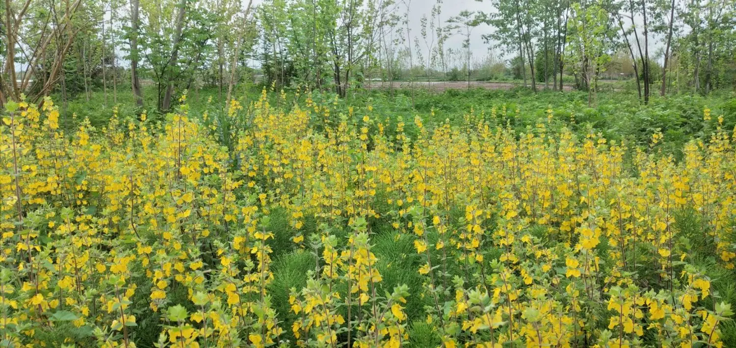 زمین ۱۳۰۰ متر با ویوی ابدی