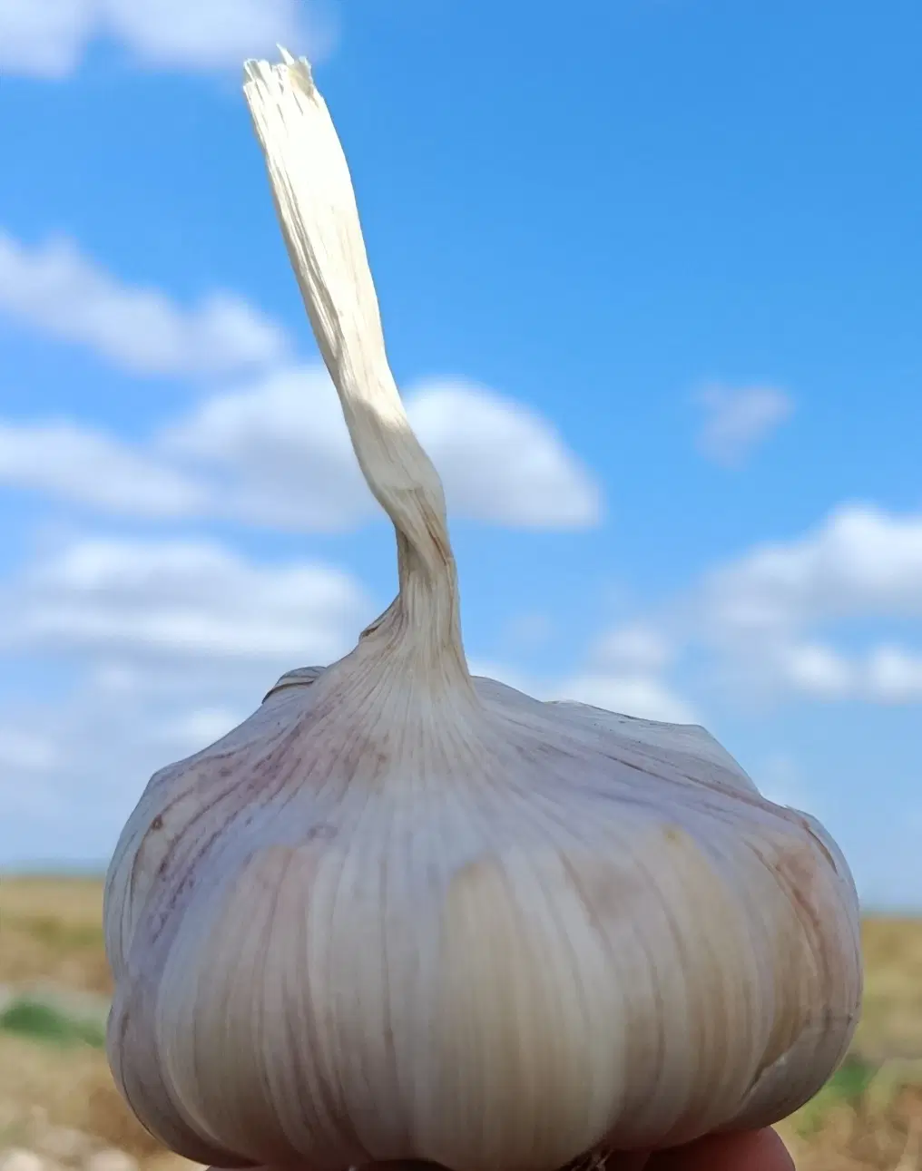 اجاره زمین برای کشت سیر