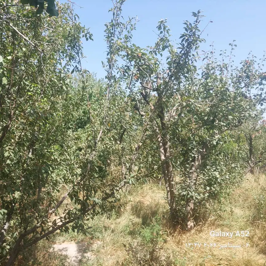 فروش باغ فردوسیه
