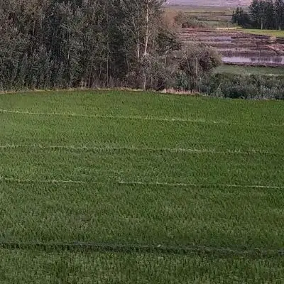 زمین کوچه اول بلوار دانشگاه پیام نور