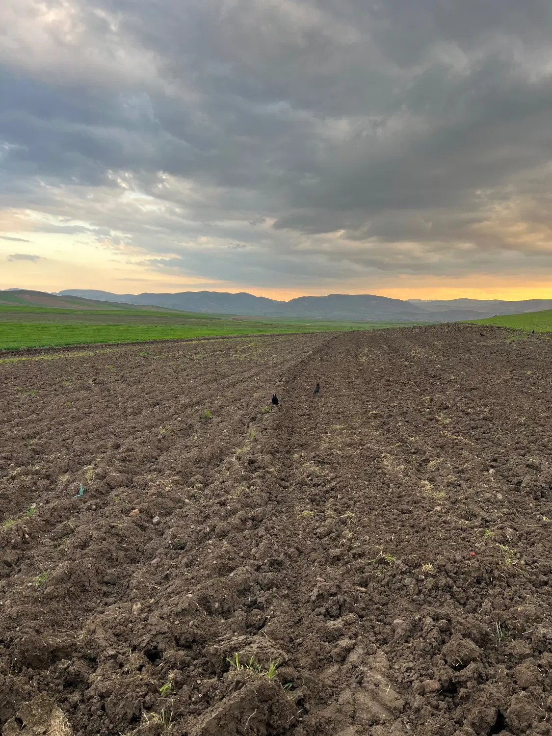 اجاره زمین جهت کشت سیر