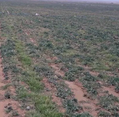 زمین دو نیم هکتار