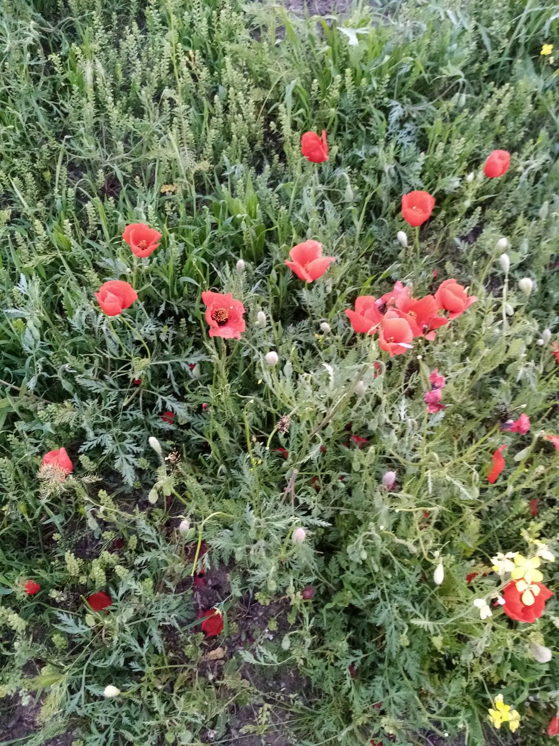 فروش باغ در اباری
