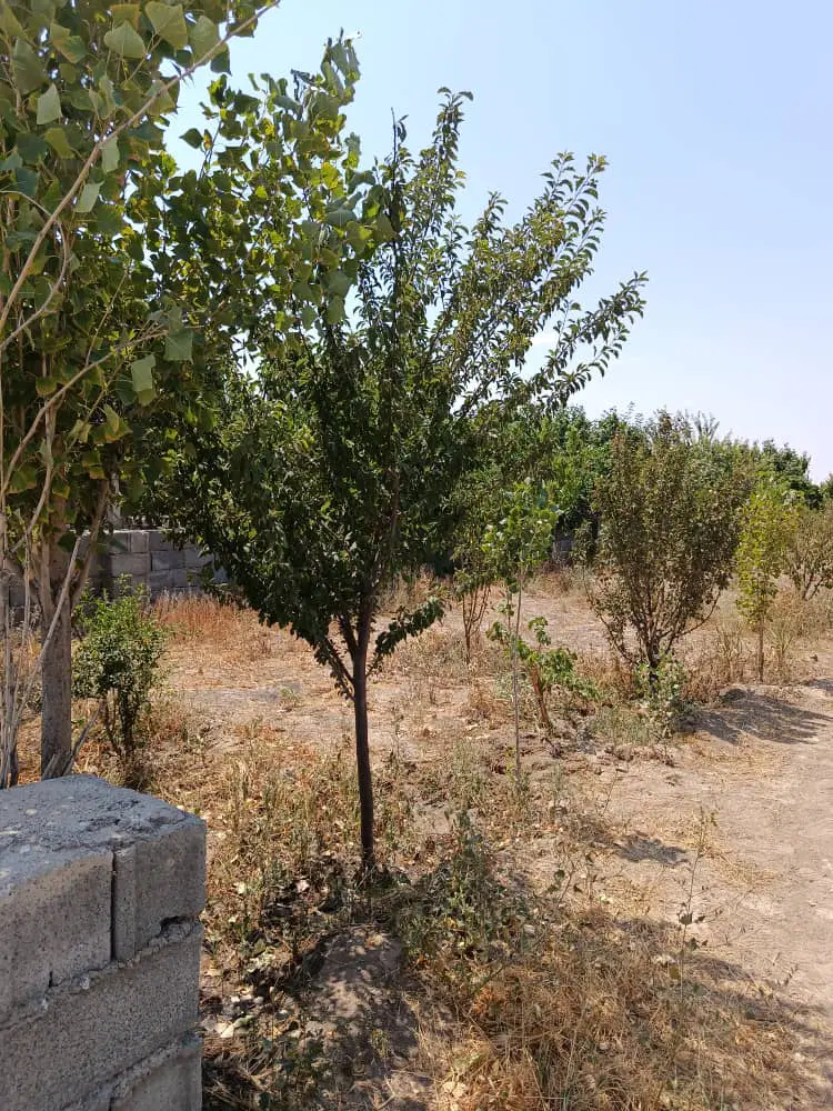 باغچه
