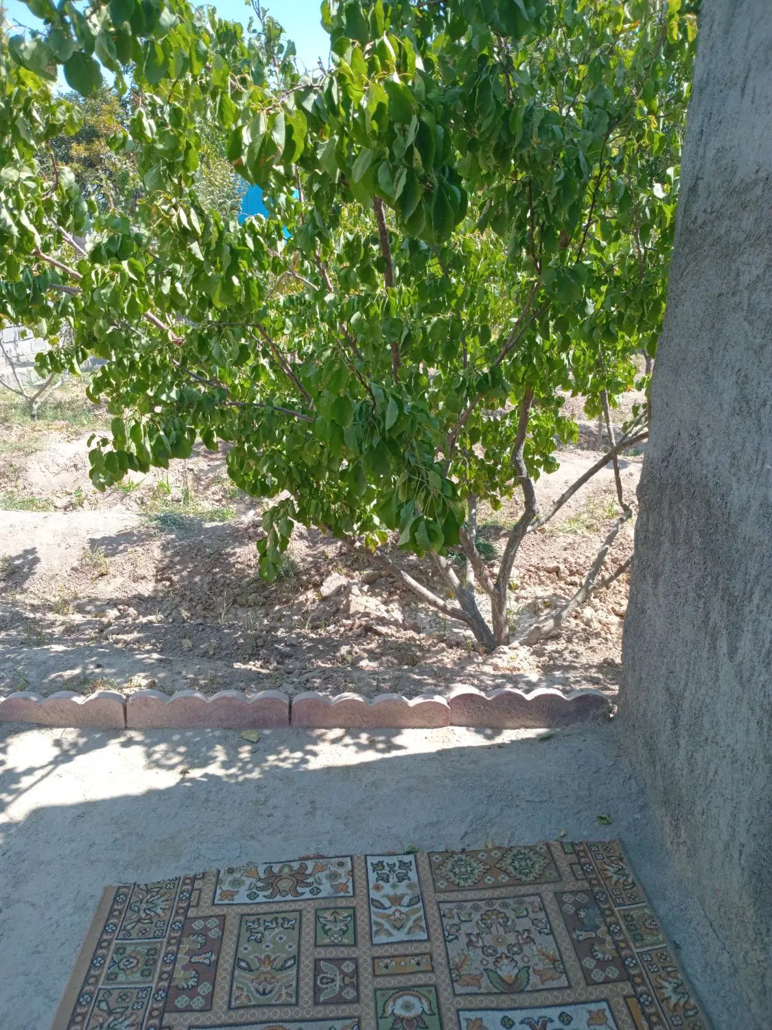 باغچه فرارت