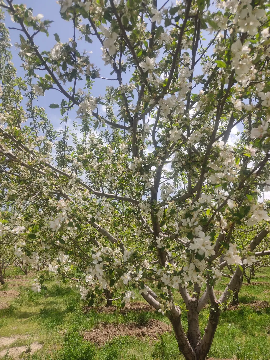 زمین آبی سرتیپ آباد