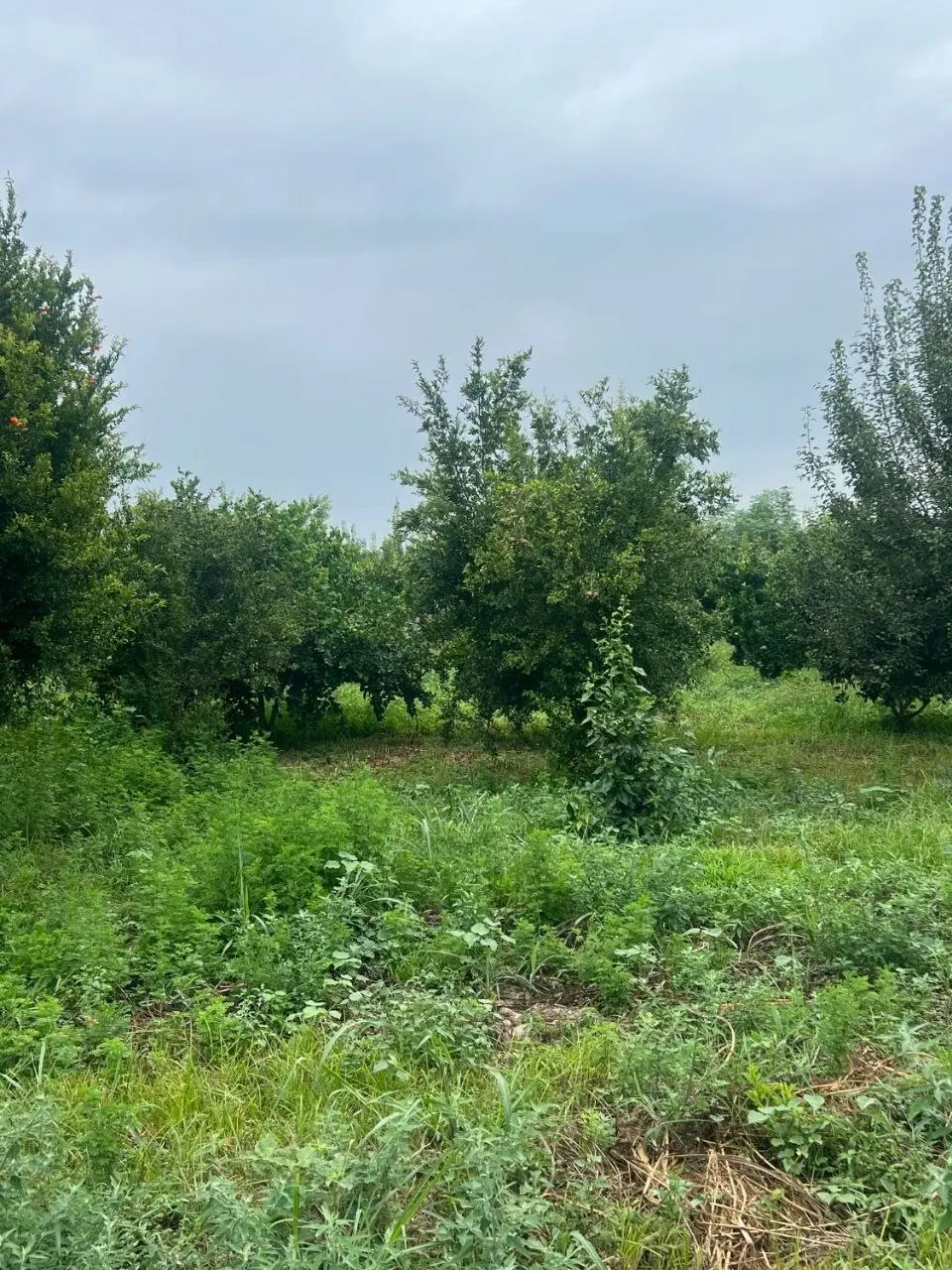 زمینی که همه دنبالشن سندعرصه و عیان