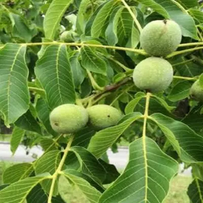باغ سامون