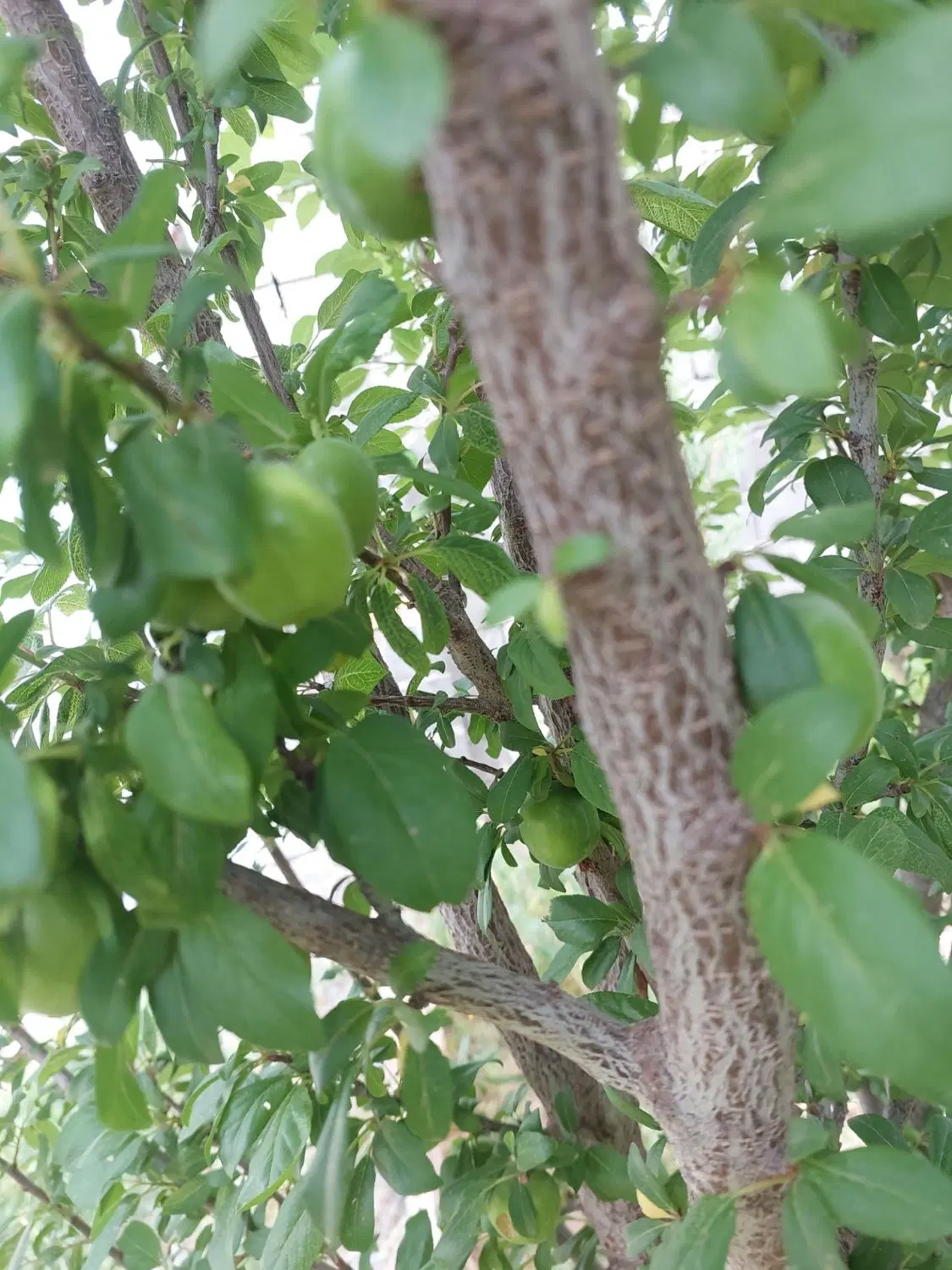 فروش باغ میوه درنزدیکی شهرک پرواز