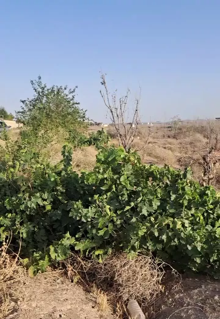۵۰۰ متر زمین سند تک برگ