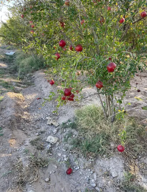 مزرعه پسته و انار