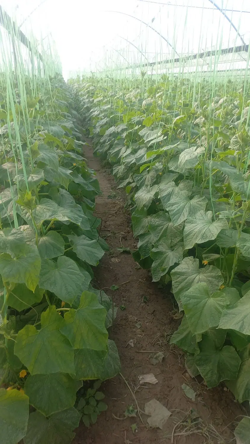 اجاره ۱۸۰۰ متر گلخانه در روستای زه