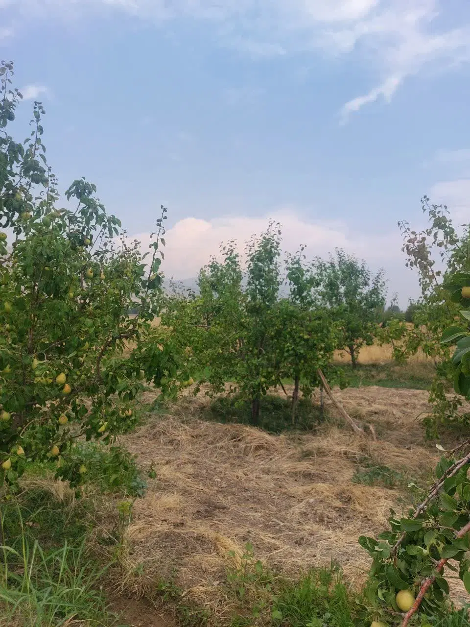 باغ گلابی