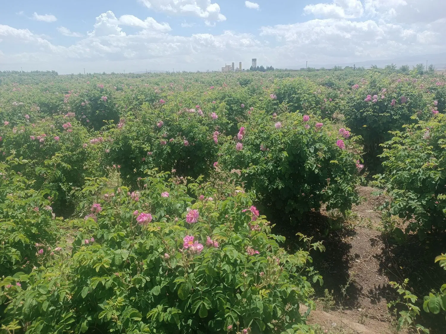 باغ گل محمدی