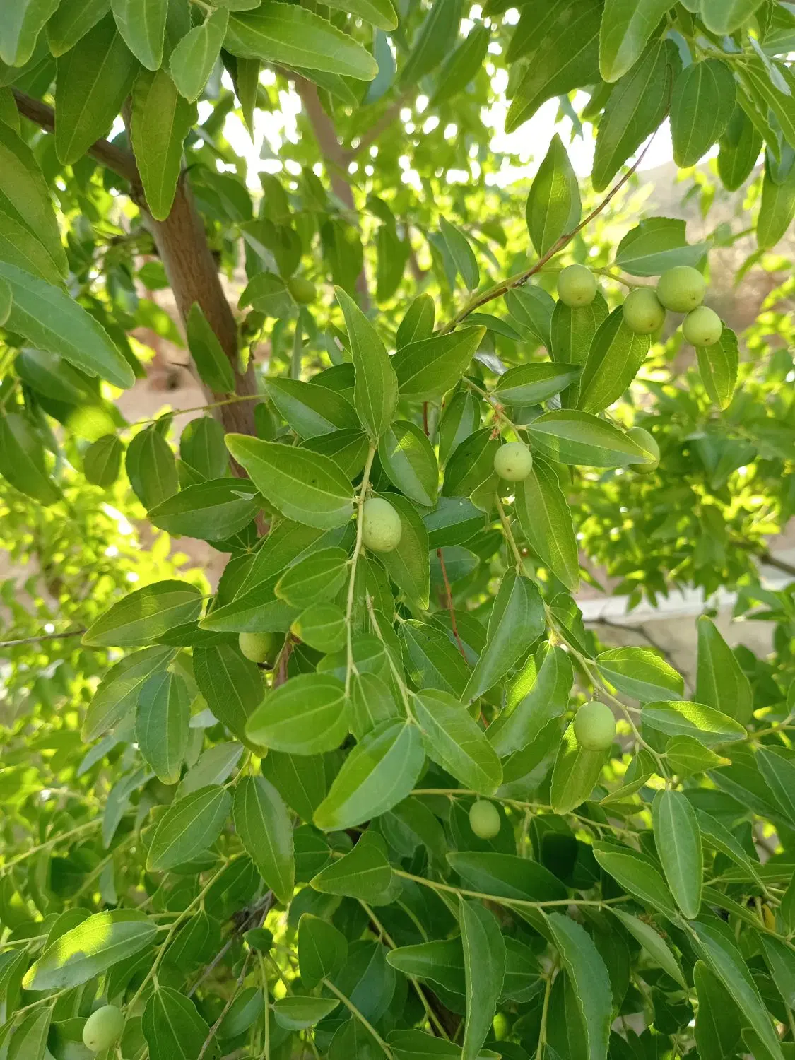 معاوضه با خانه یا آپارتمان