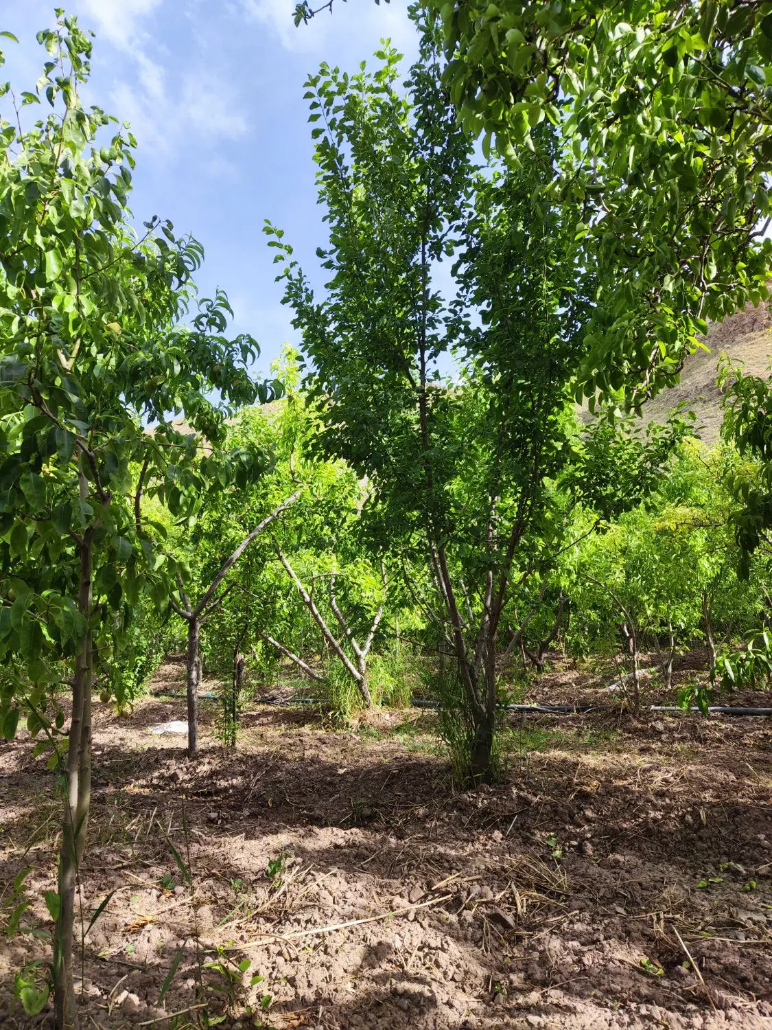 باغ فروشی