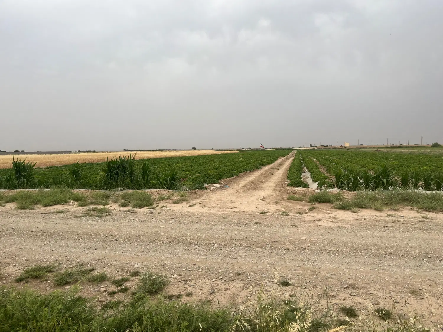 زمین کشاورزی
