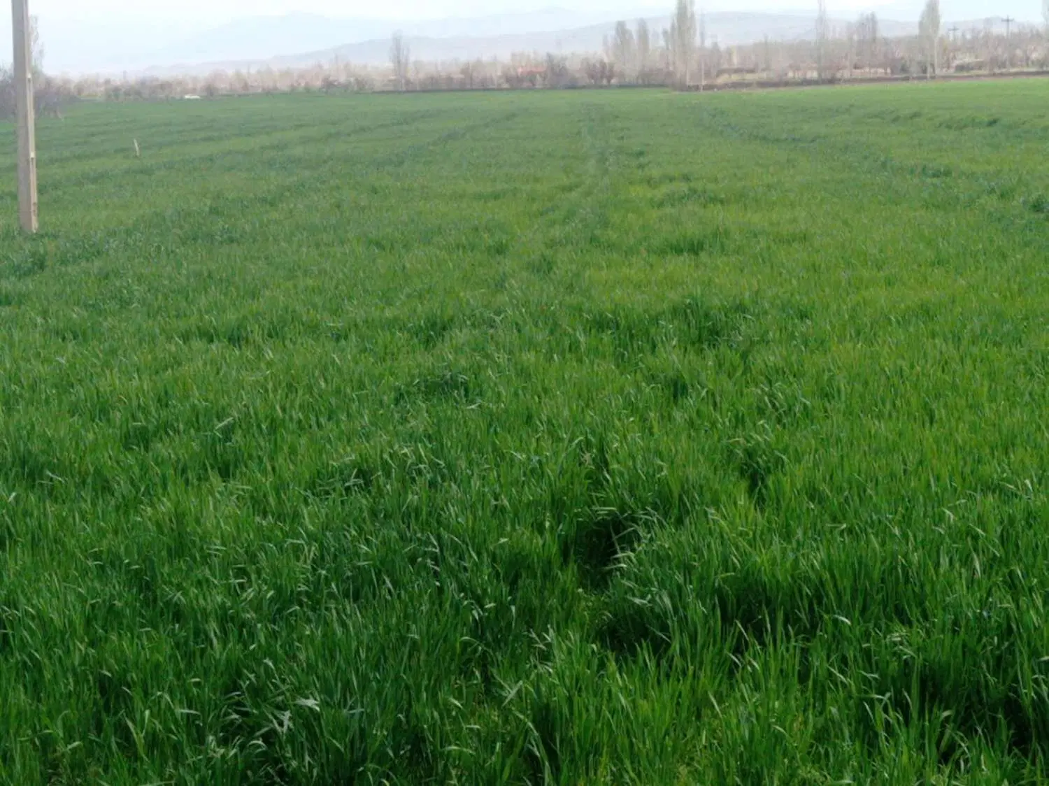 اجاره دامداری صنعتی