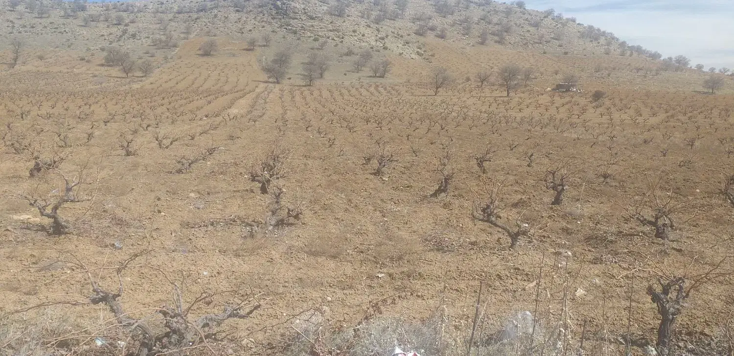 باغ انگوری برروی اتوبان شیراز سپیدان