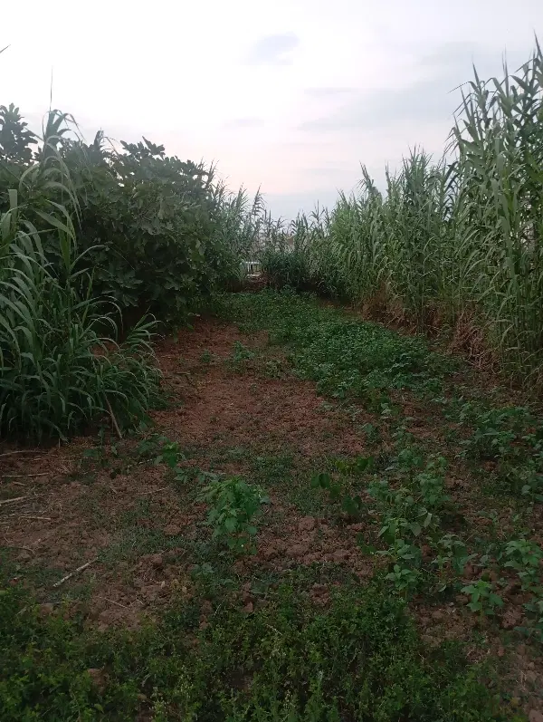 زمین آینده دار