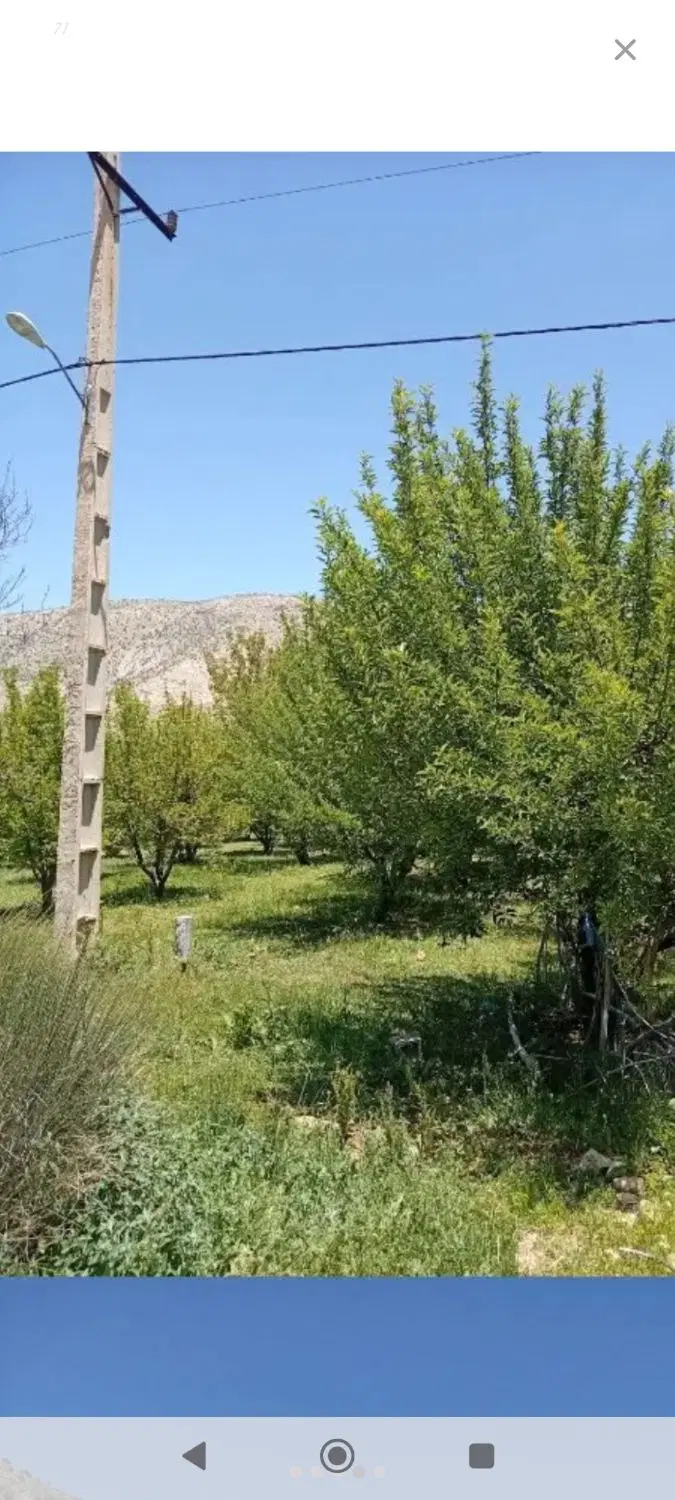 باغ  ثمری